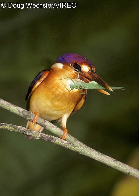 Black-backed Kingfisher w02-9-076.jpg